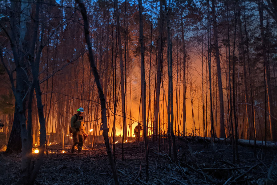 A forest at dusk, glowing in the light of fire that runs through the trees. People in protective gear walk through to control the fire. 